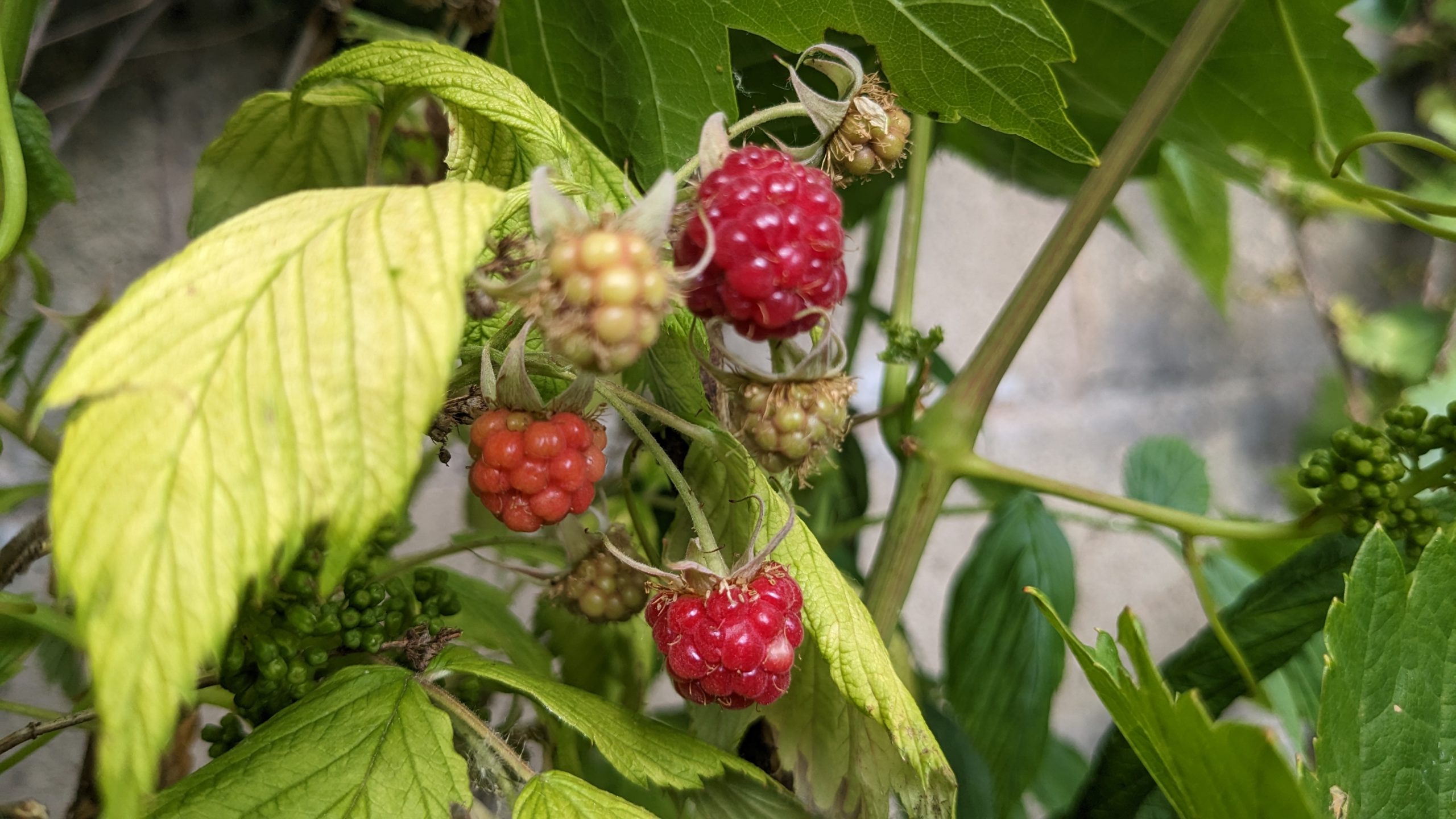 The Bounty of Organic Raspberries from My Garden